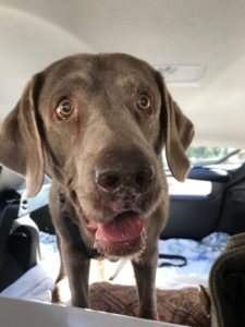 Chocolate Labrador Retriever Male standing in the back of a car with a goofy face expression