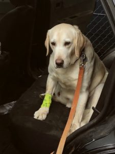 Yellow Labrador Retriever with yellow bandage on her front leg