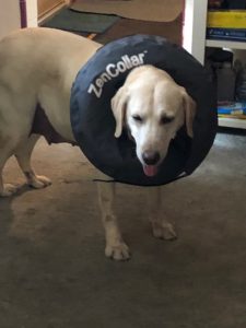 Yellow Labrador Retriever in a Cone of shame