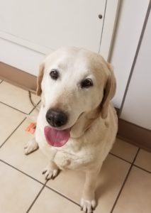 Yellow Labrador Retriever siting with tongue out