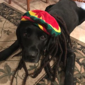 black Labrador Retriever dressed like Bob Marley