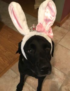 black Labrador Retriever in bunny ears
