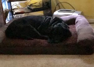 Black Labrador Retriever on dog bed