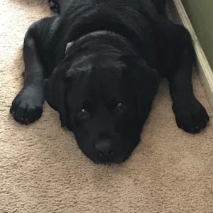 black labrador retriever laying down
