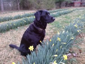 black labrador retriever sitting yellow flowers