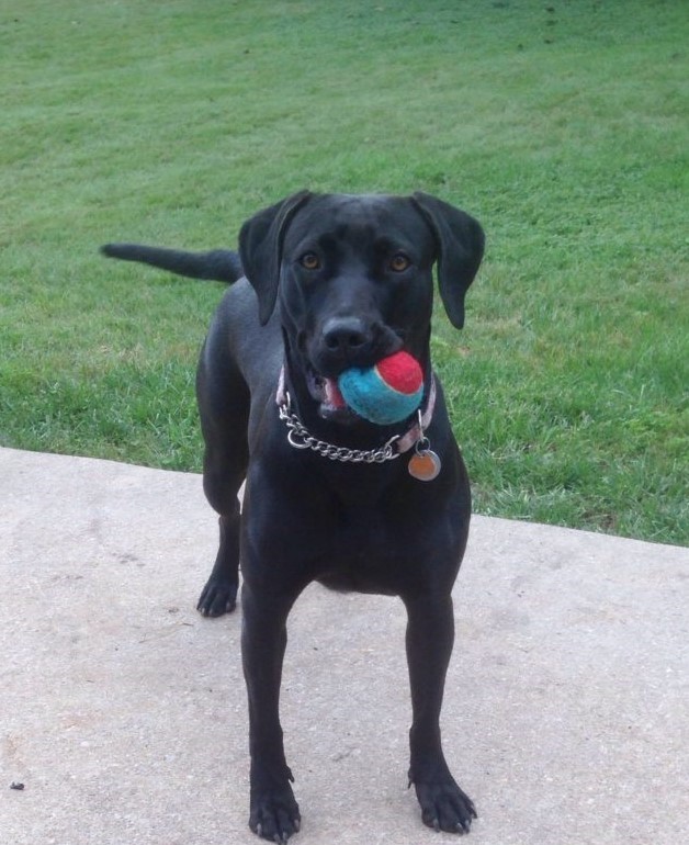 Black Labrador Retriever with ball in mouth