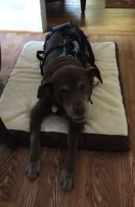 chocolate labrador retriever on dog bed
