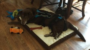 chocolate labrador retriever on dog bed