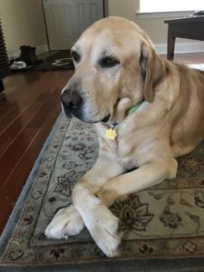 yellow Labrador Retriever laying front paws crossed