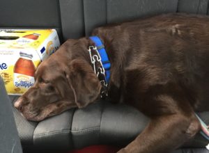 chocolate Labrador Retriever sitting in car