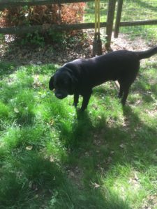 black labrador retrievers standing in grass