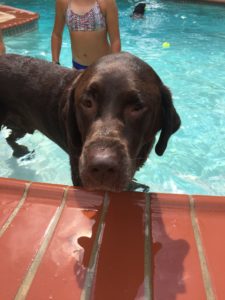chocolate Labrador Retriever in pool