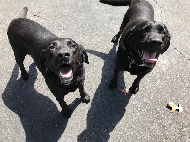 two black labrador retrievers standing looking up with mouth open
