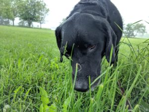 Black Labrador Retriever nose in the grass
