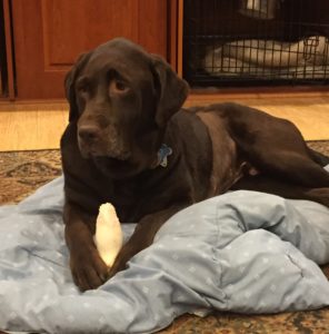 Chocolate Labrador Retriever laying down toy
