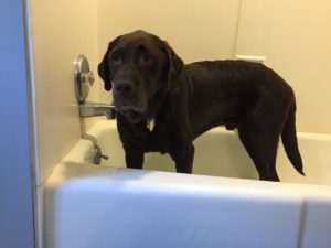 chocolate Labrador Retriever in bath tube