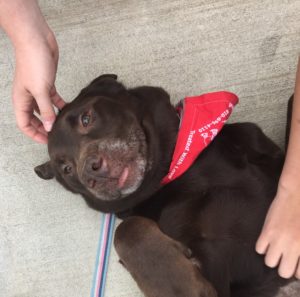 chocolate Labrador Retriever laying belly up face