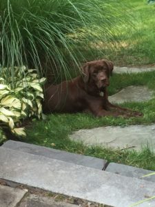 chocolate labrador retriever laying in the garden
