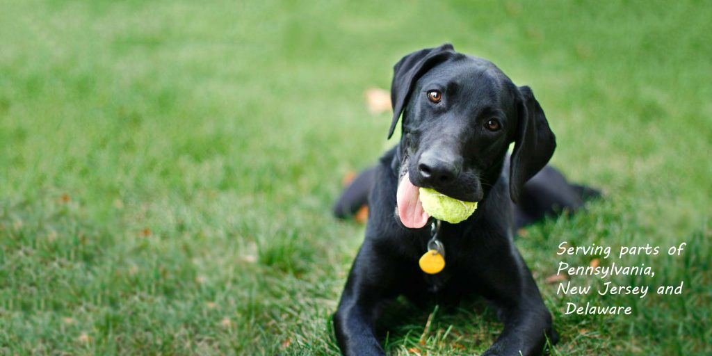 black Labrador Retriever laying in grass tennis ball in mouth