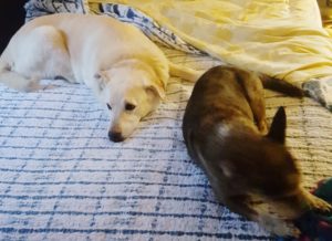 yellow labrador retriever laying with another dog