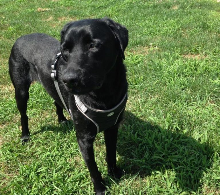 Joey Black lab | Brookline Labrador Retriever Rescue