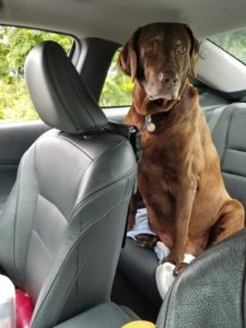 chocolate labrador retriever sitting in car
