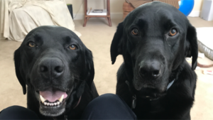 two black labrador retriever faces