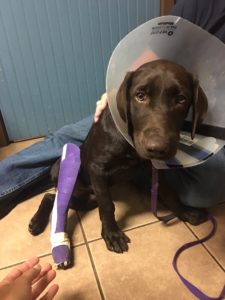 chocolate Labrador Retriever in a cone