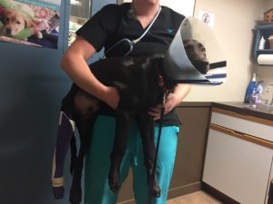 chocolate Labrador Retriever in a cone being carried