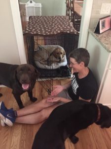 Yellow Labrador Retriever in crate with person and two labrador retrievers