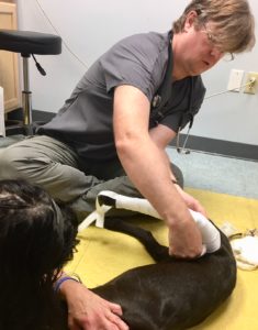 chocolate Labrador Retriever at the vet