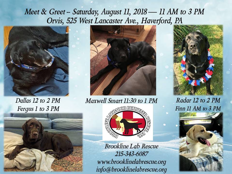 Labrador Retriever Meet & Greet Haverford PA 8-11-18