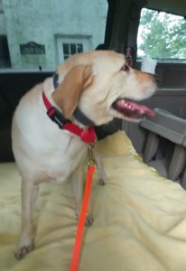yellow Labrador Retriever in car