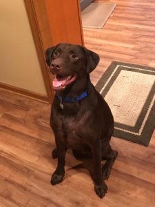 chocolate Labrador retriever sitting
