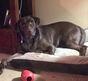 chocolate Labrador retriever on dog bed