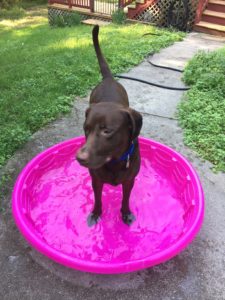 chocolate Labrador retriever pink pool