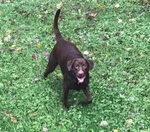 chocolate Labrador retriever