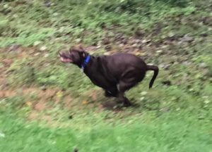 chocolate Labrador retriever running