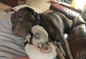 chocolate Labrador retriever on sofa