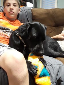 black labrador retreiver on sofa with boy