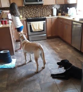 black and yellow labrador retreiver and girl in kitchen