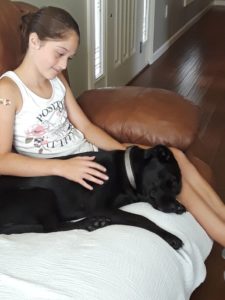 black labrador retreiver on sofa with girl