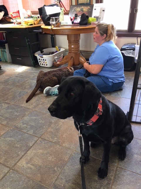 Maggie black lab | Brookline Labrador Retriever Rescue