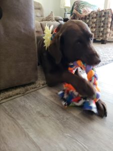 Chocolate Labrador Retriever tug toy