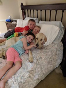 Yellow Labrador retriever and three kids on a bed