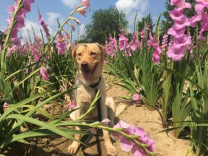 Yellow Labrador Retriever Timber stopping to smell the flowers