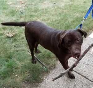 Chocolate Labrador Retriever with stick