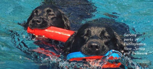 2 black labrador retrievers swimming