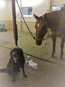 Chocolate Labrador Retriever and American Quarter Horse