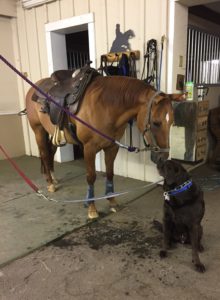 Chocolate Labrador Retriever Nose to Nose American Quarter Horse